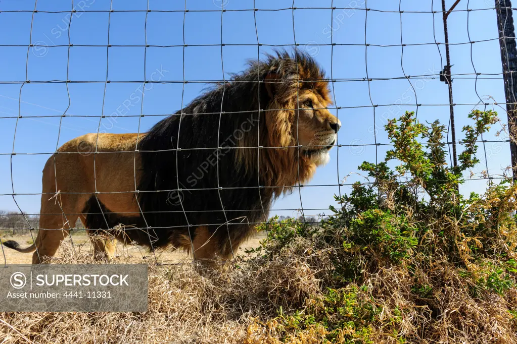 Captive lions. (Panthera leo). Free State. South Africa