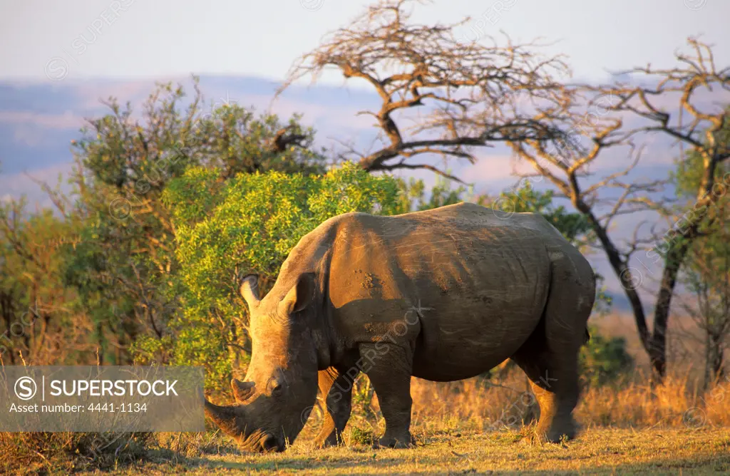 White Rhinoceros (Ceratotherium simum). In veld. Hluhluwe Umfolozi Park. KwaZulu-Natal. South Africa.