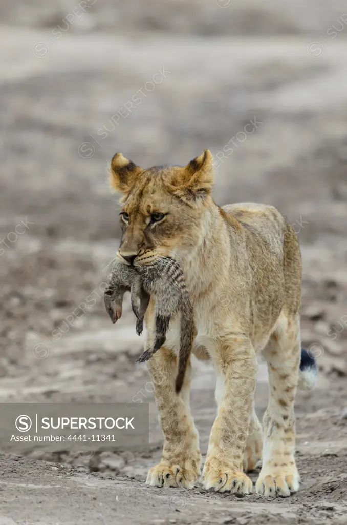 Lion (Panthera leo) cub playing with a banded mongoose (Mungos mungo) it caught. Mashatu Game Reserve. Northern Tuli Game Reserve.  Botswana