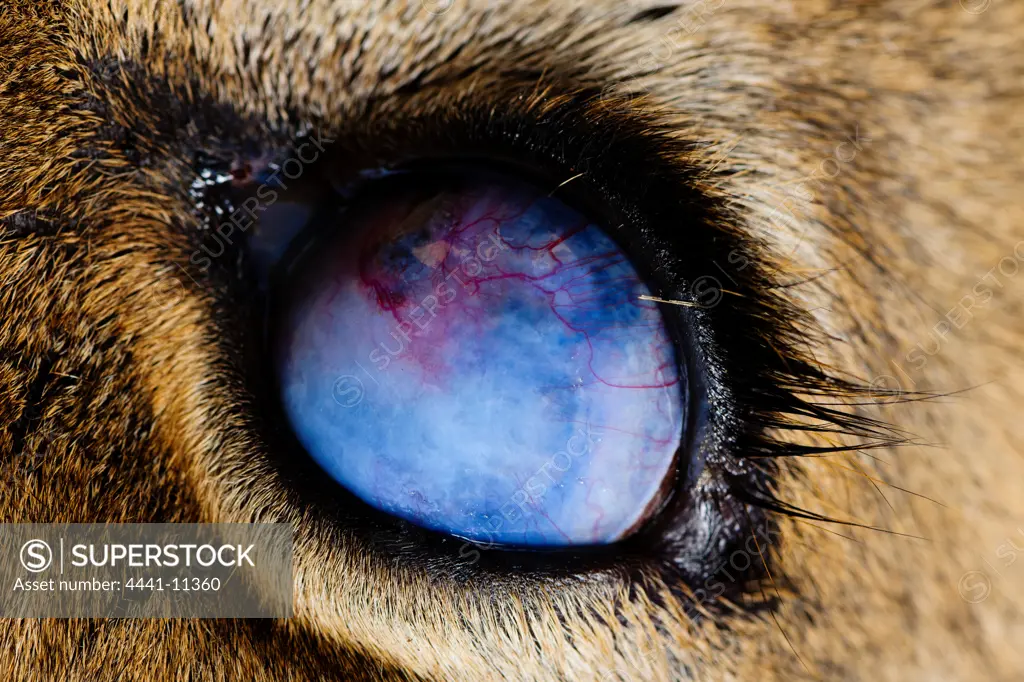 Lion (Panthera leo) with an injured eye. Andrei Snyman, researcher treats the eye. The eye has had a traumatic event, causing a penetrating corneal lesion. Mashatu Game Reserve. Northern Tuli Game Reserve.  Botswana