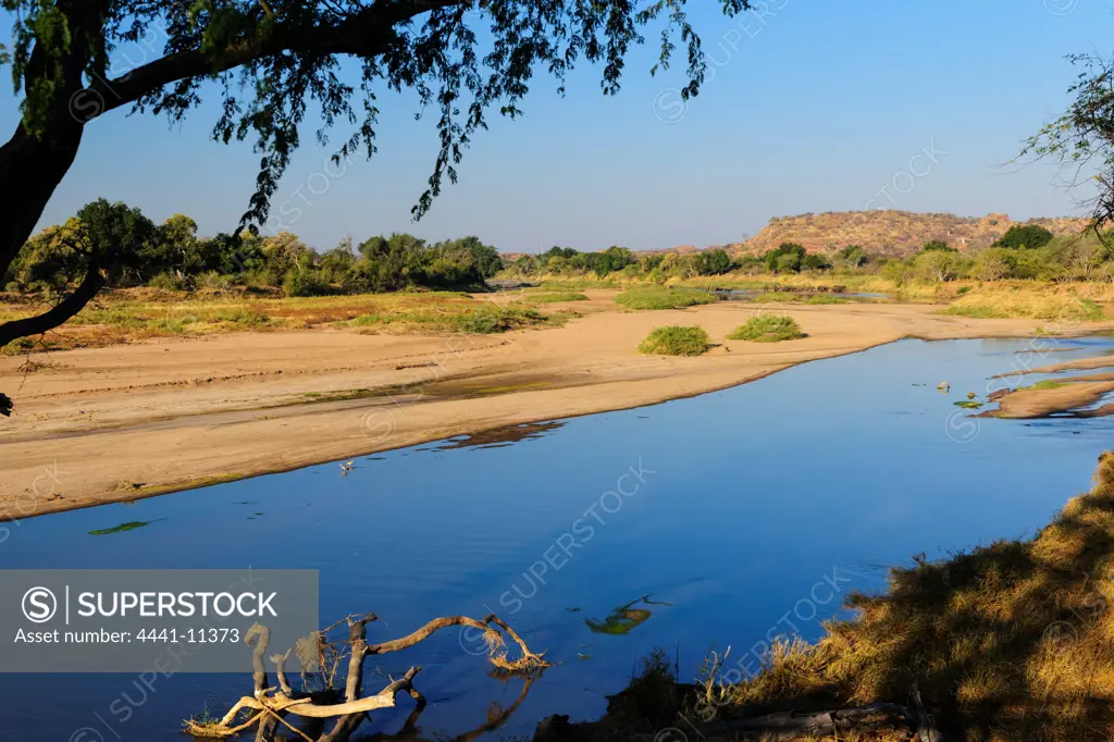 View of African bush elephant or African savanna elephant (Loxodonta africana) in the Limpopo River. Mapungubwe National Park. Limpopo Province. South Africa.