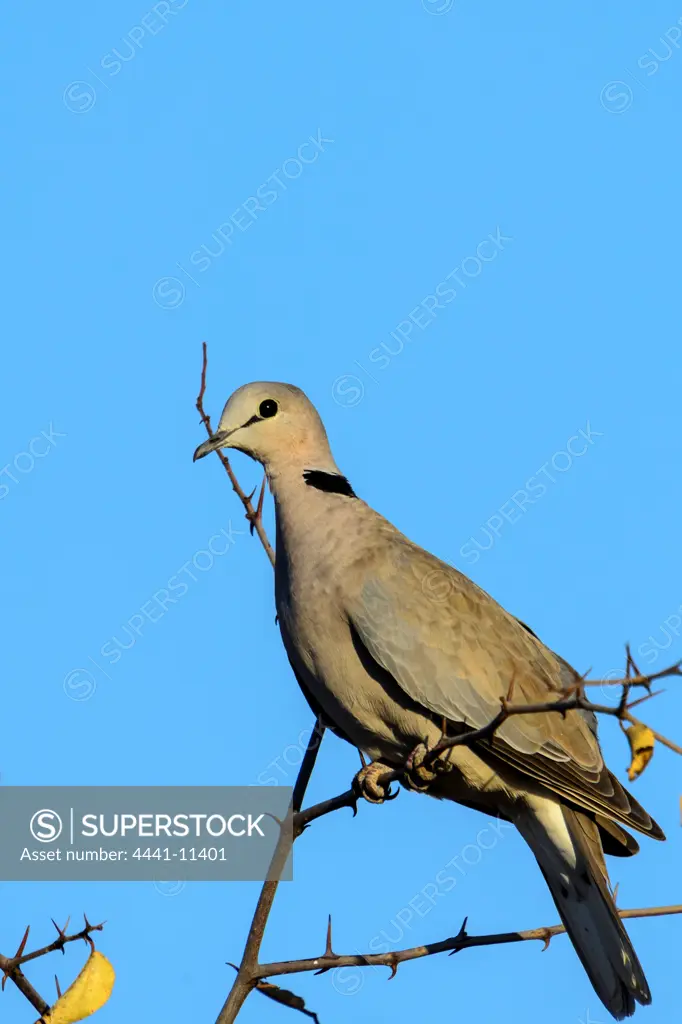 Ring-necked Dove (Streptopelia capicola), also known as the Cape Turtle Dove and the Half-Collared Dove. Madikwe Game Reserve. North West Province. South Africa