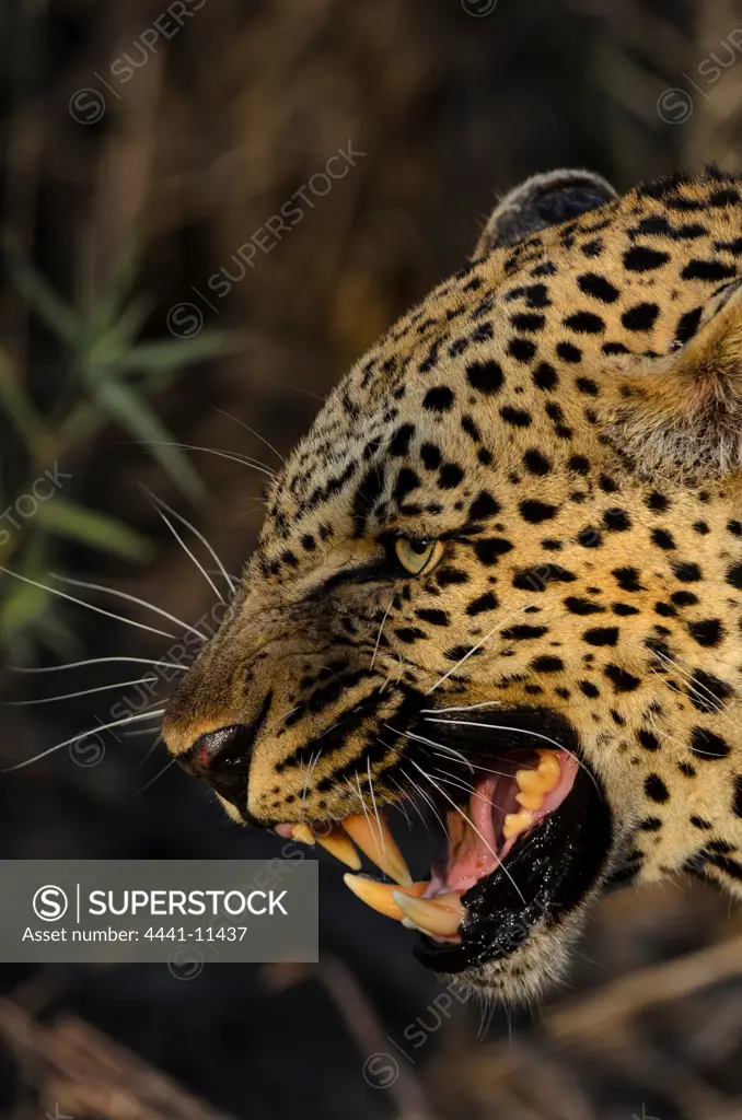 African Leopard (Panthera pardus pardus) snarling. MalaMala (Mala Mala) Game Reserve. Mpumlanga. South Africa