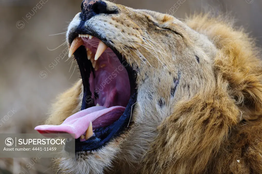 Lion (Panthera leo) yawning. MalaMala (Mala Mala) Game Reserve. Mpumlanga. South Africa