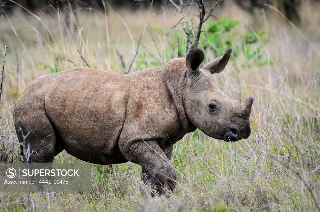 White rhinoceros (rhino) or square-lipped rhinoceros (Ceratotherium simum) calf. Phinda / Munyawana / Zuka Game Reserve.  KwaZulu Natal. South Africa