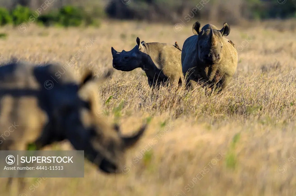 Black rhinoceros (rhino) or hook-lipped rhinoceros (Diceros bicornis) and White rhinoceros (rhino) or square-lipped rhinoceros (Ceratotherium simum). Phinda / Munyawana / Zuka Game Reserve.  KwaZulu Natal. South Africa