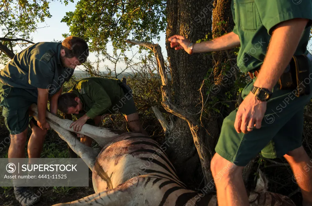 KwaZulu Natal Wildlife staff securing a zebra to a tree as bait to attract lions so that they can be darted for research purposes. Hluhluwe iMfolozi (Umfolozi) Park. KwaZulu Natal. South Africa