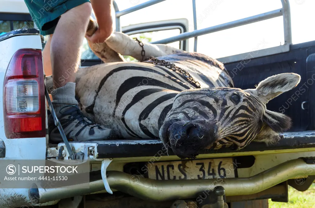 KwaZulu Natal Wildlife Staff working with a zebra to be used as bait to attract lions so that they can be darted for research purposes. Hluhluwe iMfolozi (Umfolozi) Park. KwaZulu Natal. South Africa
