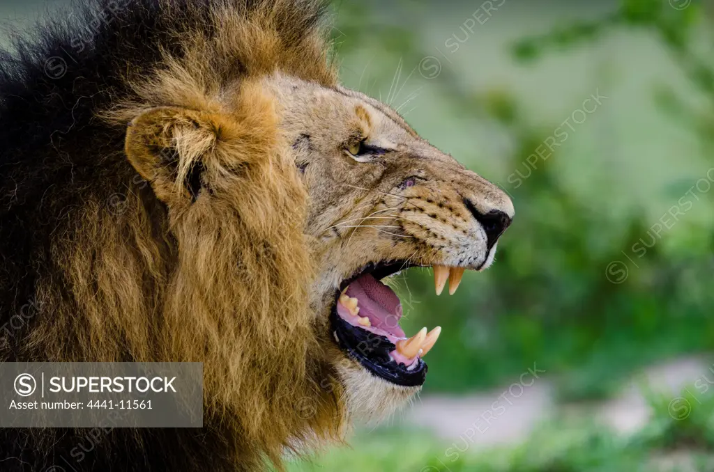 Lion (Panthera leo) showing a flehmen response, also called the flehmen position, flehmen reaction, flehming, or flehmening, a type of curling of the upper lip, usually happens after scenting a female's urine. MalaMala (Mala Mala) Game Reserve. Mpumlanga. South Africa.
