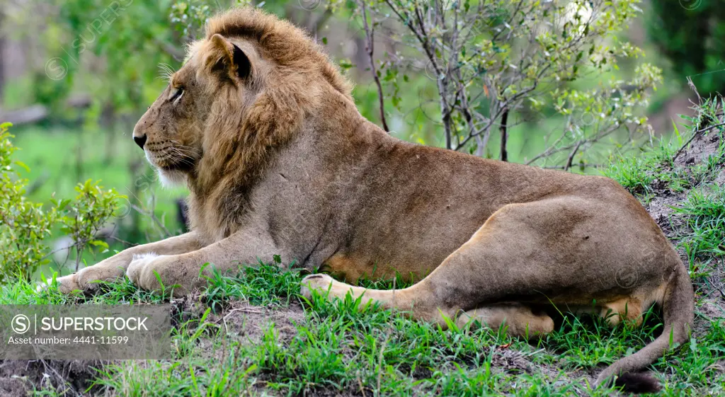 Lion (Panthera leo). MalaMala (Mala Mala) Game Reserve. Mpumlanga. South Africa