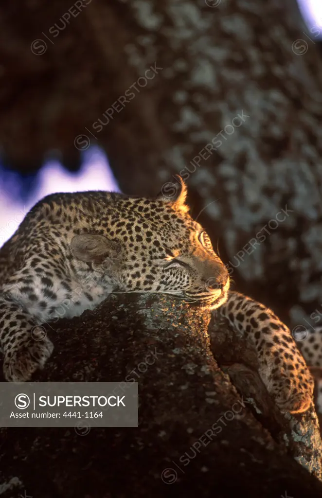 Leopard sleeping in tree.  MalaMala Game Reserve. Mpumalanga. South Africa