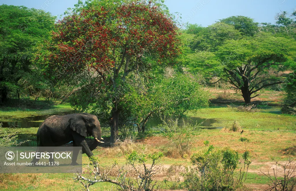 Elephant walking in veld. Thembe Elephant Park. KwaZulu-Natal. South Africa               s-v1.0