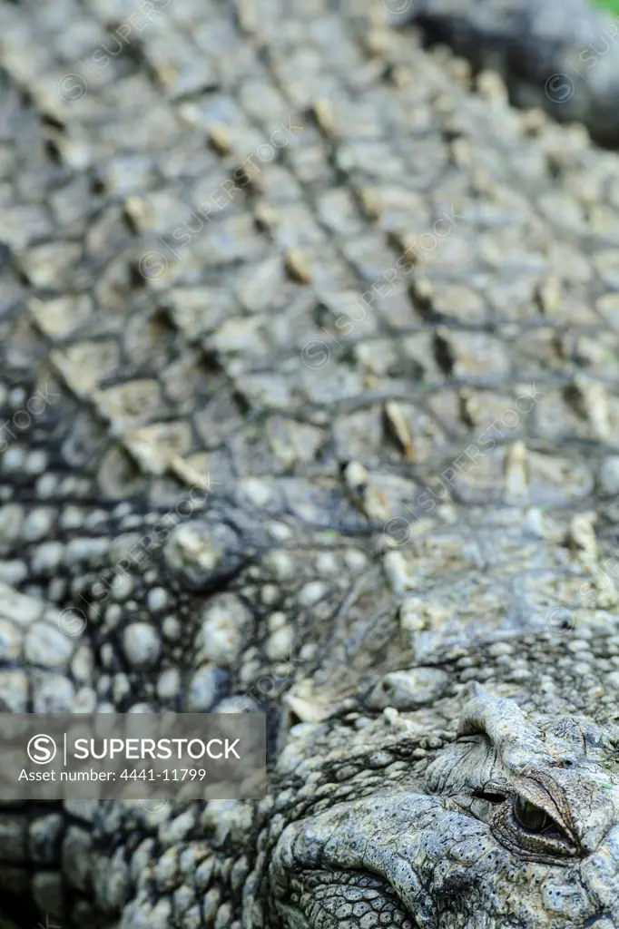 The Nile crocodile or Common crocodile (Crocodylus niloticus). Derived from the Greek kroko ('pebble'), deilos ('worm', or 'man'), referring to its rough skin; and niloticus, meaning 'from the Nile River. KwaZulu Natal. South Africa