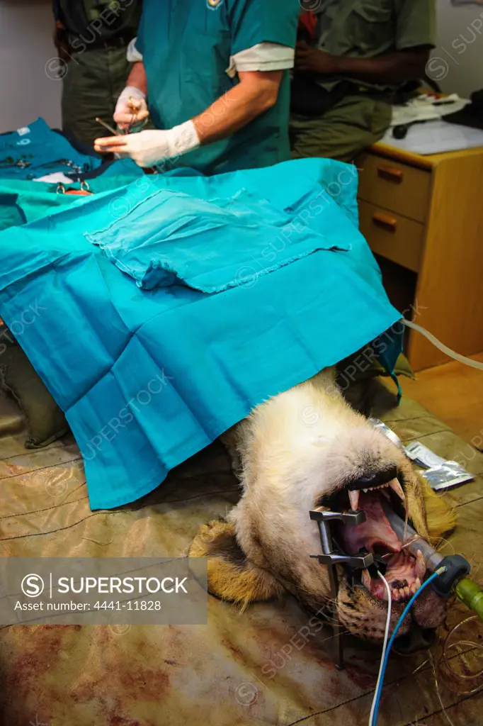 A vet (Dr Mike Toft) performig a unilateral hysterectomy on Lion (Panthera leo) in order to control litter sizes. Phinda / Munyawana / Zuka Game Reserve.  KwaZulu Natal. South Africa