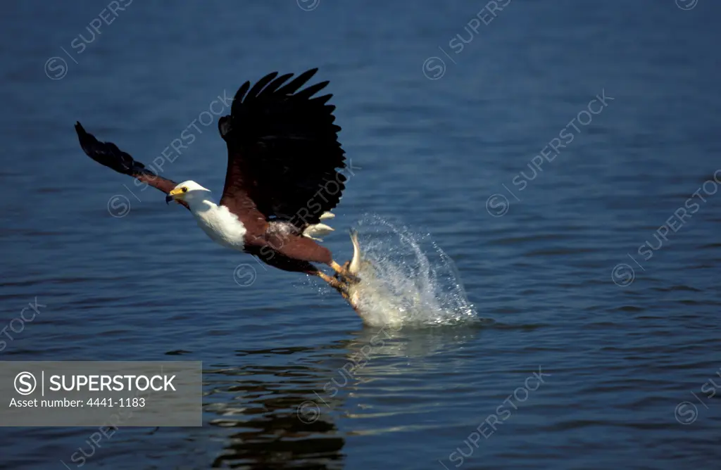 Fish Eagle catching a fish. Greater St Lucia Wetland Park. KwaZulu-Natal. South Africa.