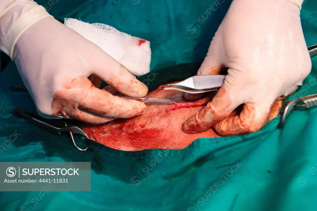 A vet (Dr Mike Toft) performig a unilateral hysterectomy on Lion (Panthera leo) in order to control litter sizes. Phinda / Munyawana / Zuka Game Reserve.  KwaZulu Natal. South Africa