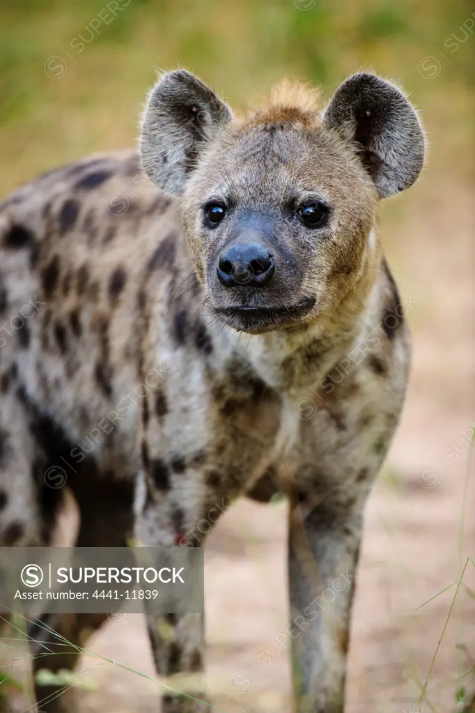 Spotted hyena (Crocuta crocuta). Phinda / Munyawana / Zuka Game Reserve.  KwaZulu Natal. South Africa