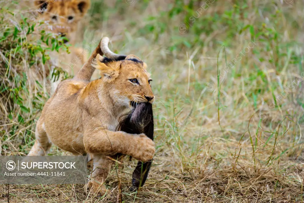 Lion (Panthera leo) cub playing with a piece of skin. Timbavati Game Reserve. Limpopo Province. South Africa