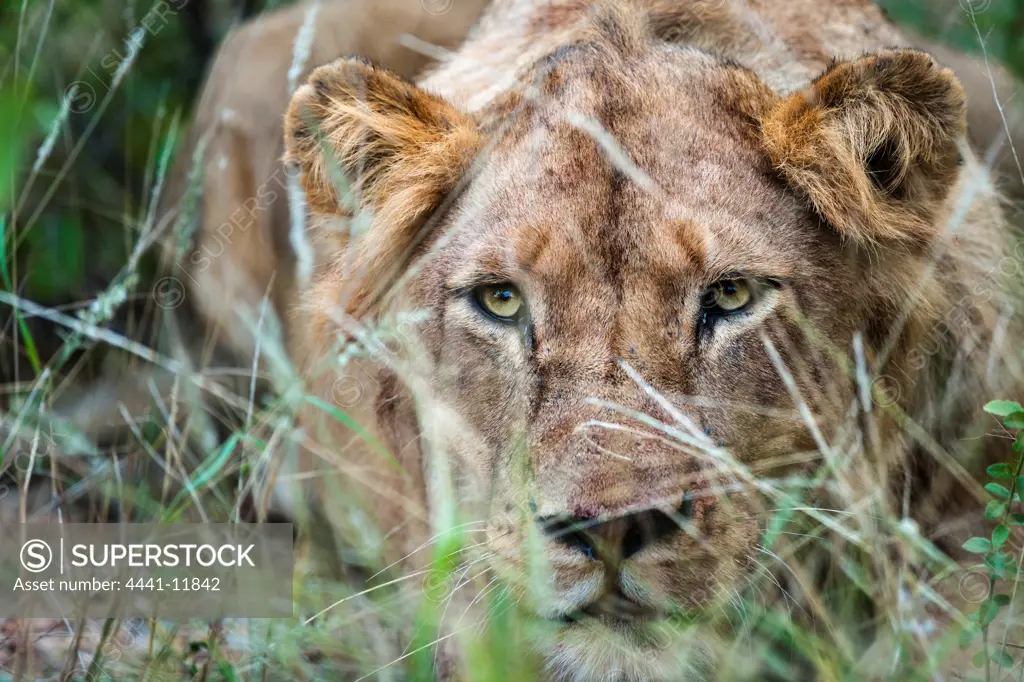Lion (Panthera leo). Timbavati Game Reserve. Limpopo Province. South Africa