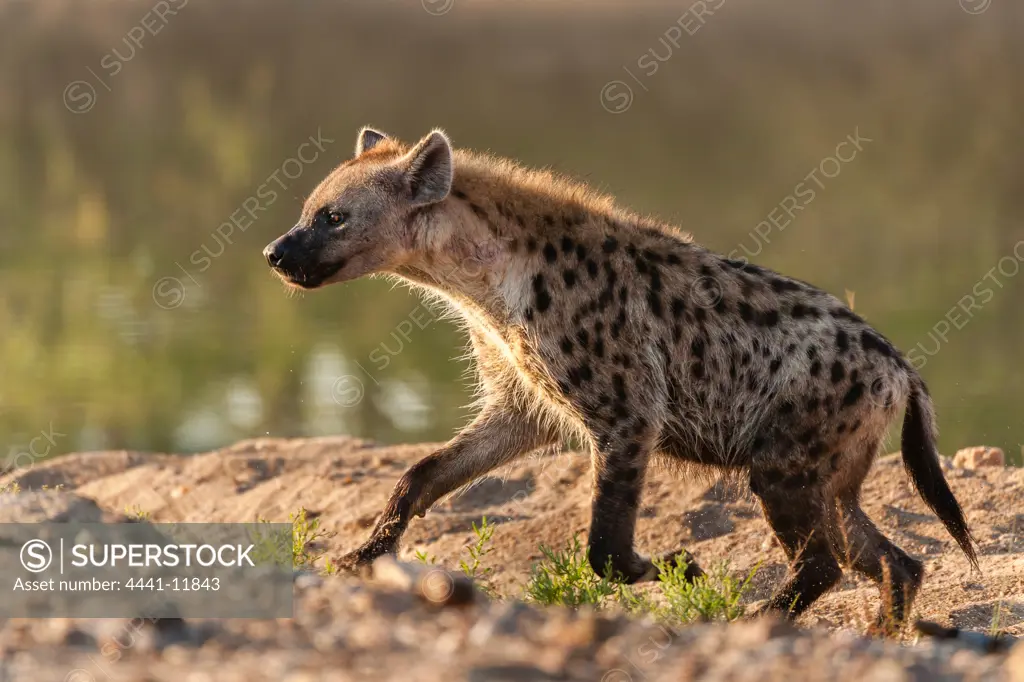 Spotted hyena (Crocuta crocuta) running. Timbavati Game Reserve. Limpopo Province. South Africa