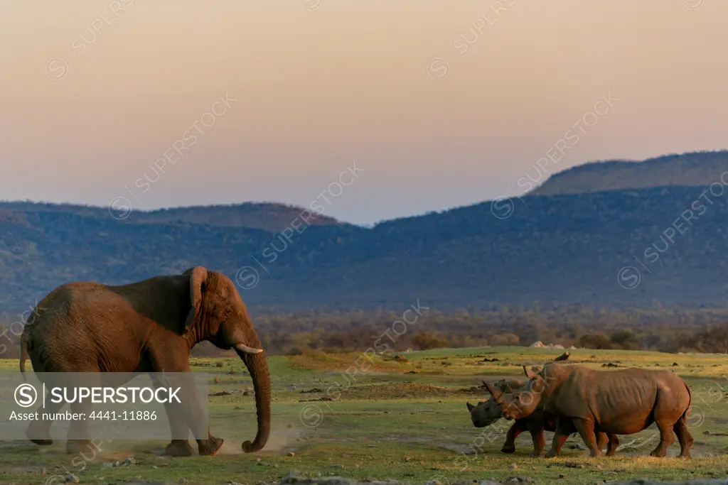African bush elephant or African savanna elephant (Loxodonta africana). in a standoff with 2 White Rhinos. Madikwe Game Reserve. North West Province. South Africa