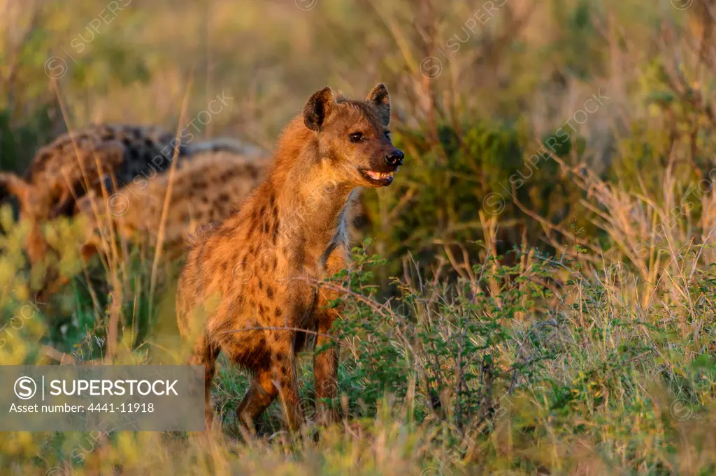 Spotted hyena (Crocuta crocuta), also known as the laughing hyena or tiger wolf. Madikwe Game Reserve. North West Province. South Africa