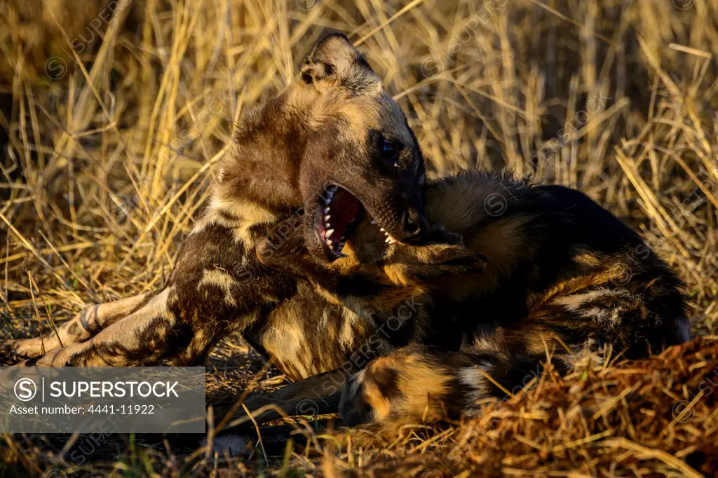 African wild dog (Lycaon pictus) playing. It's  also  called the African hunting dog, Cape hunting dog, painted dog, painted wolf, painted hunting dog, spotted dog, or ornate wolf. Madikwe Game Reserve. North West Province. South Africa