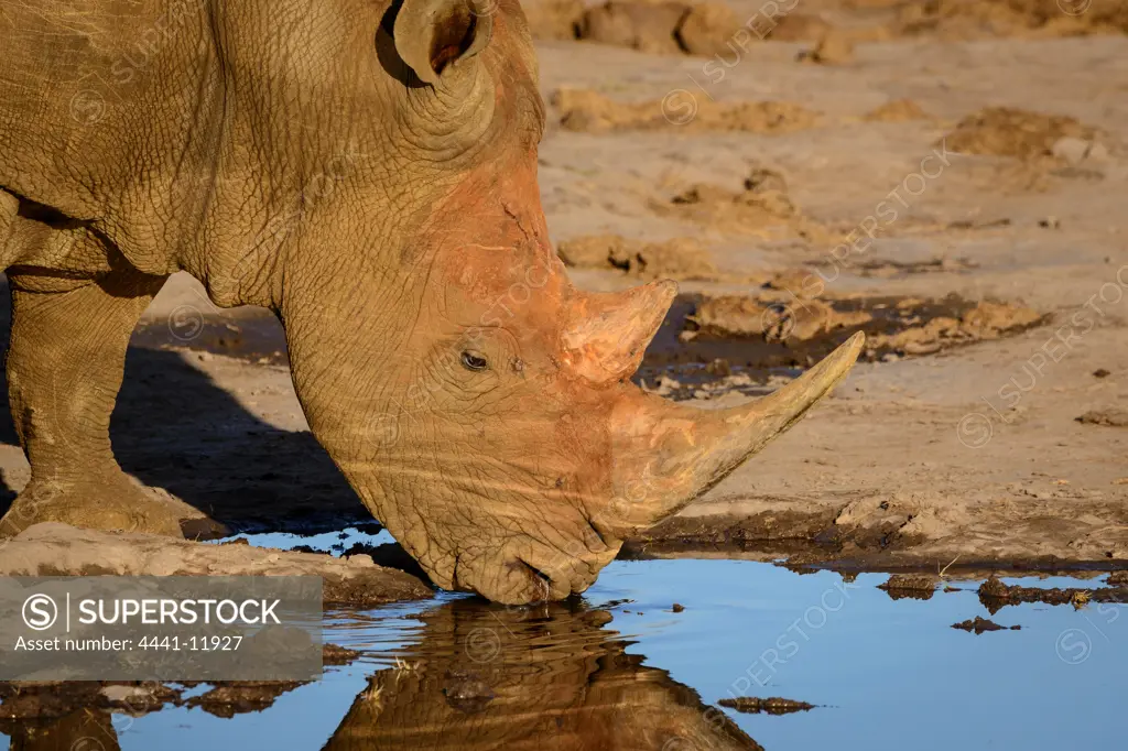 White rhinoceros or square-lipped rhinoceros (Ceratotherium simum) drinking.  It has a wide mouth used for grazing and is the most social of all rhino. Madikwe Game Reserve. North West Province. South Africa