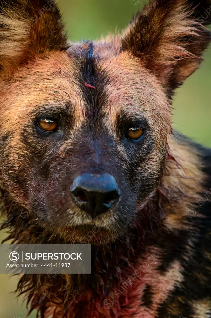 African wild dog (Lycaon pictus), It's is also  called the African hunting dog, Cape hunting dog, painted dog, painted wolf, painted hunting dog, spotted dog, or ornate wolf. Madikwe Game Reserve. North West Province. South Africa