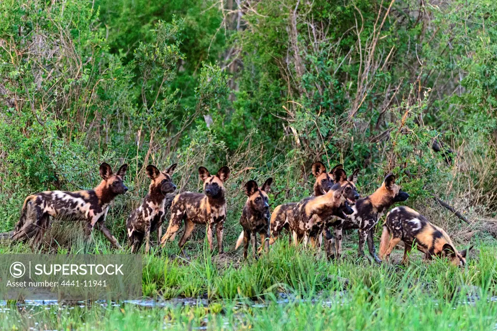 African wild dog (Lycaon pictus) pack. It's is also  called the African hunting dog, Cape hunting dog, painted dog, painted wolf, painted hunting dog, spotted dog, or ornate wolf. Madikwe Game Reserve. North West Province. South Africa