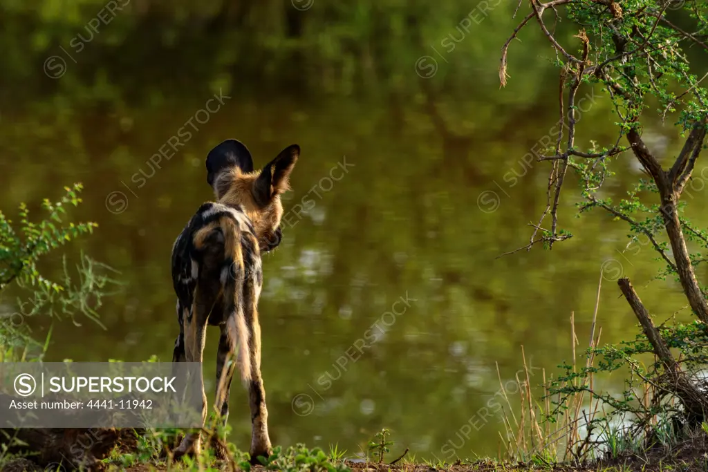 African wild dog (Lycaon pictus). It's is also  called the African hunting dog, Cape hunting dog, painted dog, painted wolf, painted hunting dog, spotted dog, or ornate wolf. Madikwe Game Reserve. North West Province. South Africa