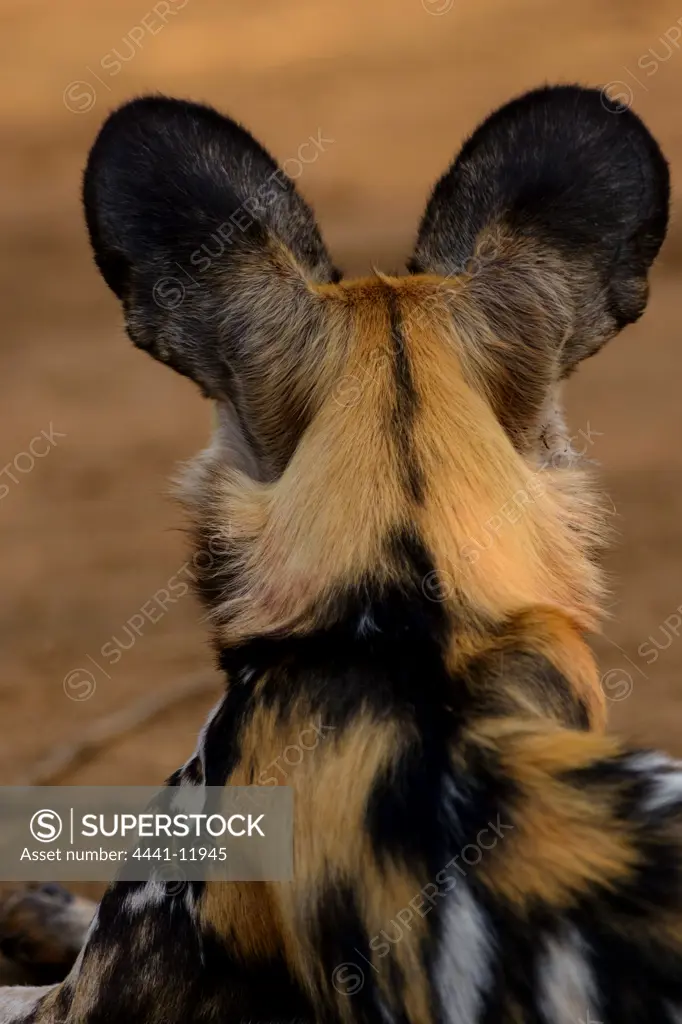 African wild dog (Lycaon pictus). It's is also  called the African hunting dog, Cape hunting dog, painted dog, painted wolf, painted hunting dog, spotted dog, or ornate wolf. Madikwe Game Reserve. North West Province. South Africa