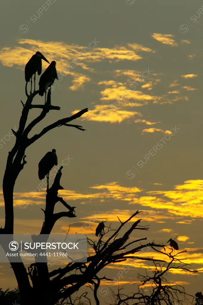 Marabou stork. Leptoptilos crumeniferus. Roosting in a tree Northern Tuli Game Reserve. Botswana.