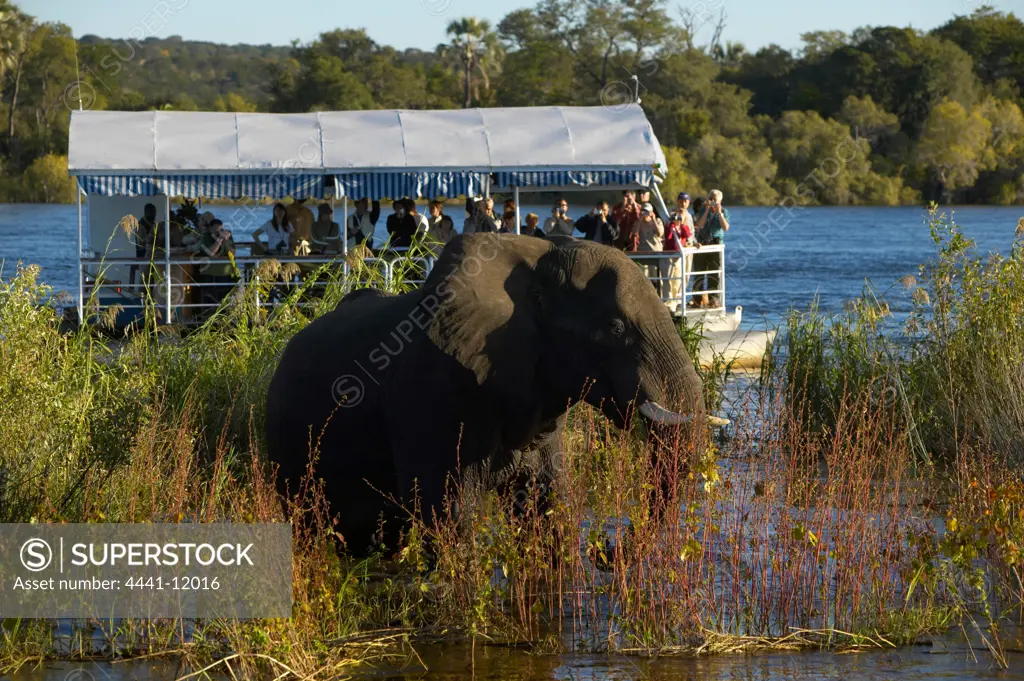 Sunset cruise viewing elephant on the Zambezi River above the Victoria Falls. Zimbabwe.
