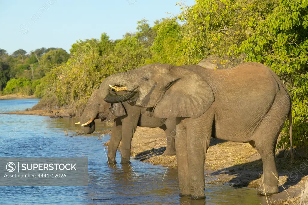 Elephant (Loxodonta africana) drinking. Chobe National Park. Botswana