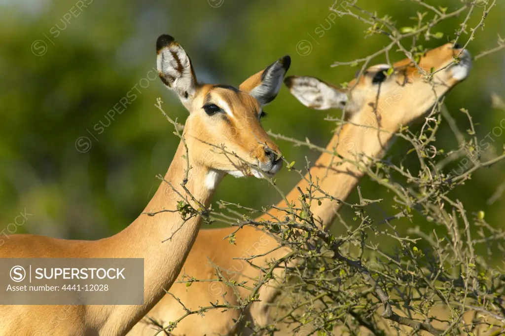 Impala (Aepyceros melampus) portrait. Chobe National Park. Botswana