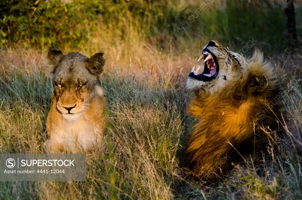 Lion (Panthera leo) yawning. Timbavati Game Reserve. Limpopo Province. South Africa