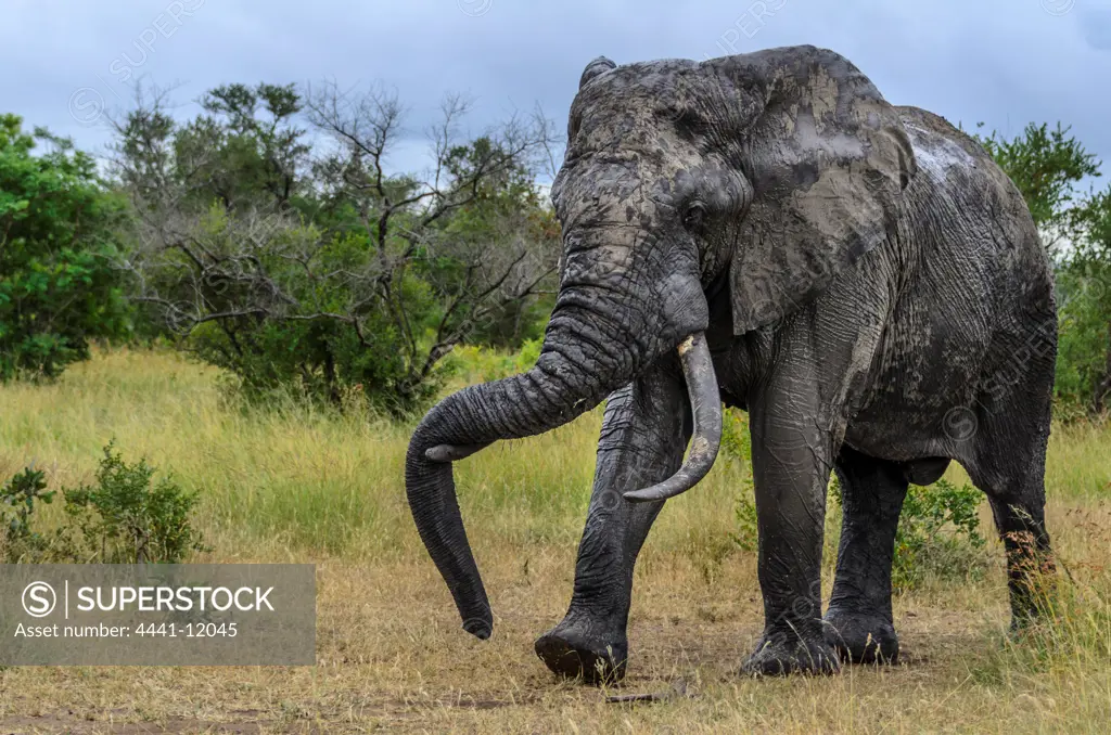African bush elephant (Loxodonta africana) walking and resting it's trunk on a tusk. Timbavati Game Reserve. Limpopo Province. South Africa