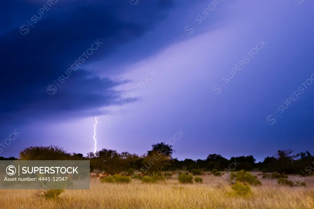 Impala (Aepyceros melampus) herd in veld with a lightning strike during a thunder storm. Timbavati Game Reserve. Limpopo Province. South Africa