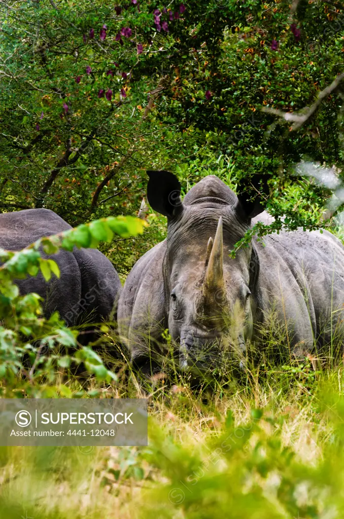 White rhinoceros (rhino) or square-lipped rhinoceros (Ceratotherium simum)Timbavati Game Reserve. Limpopo Province. South Africa