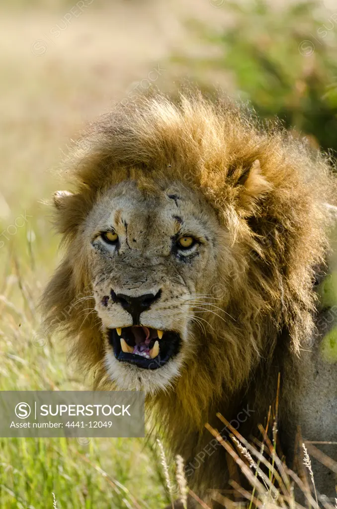 Lion (Panthera leo) snarling. Timbavati Game Reserve. Limpopo Province. South Africa