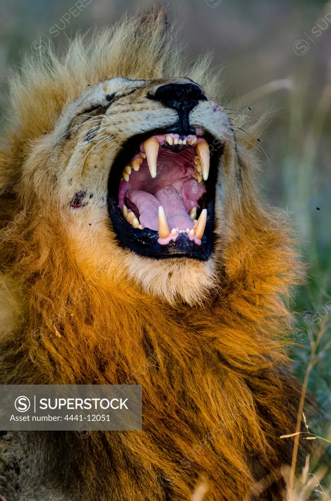 Lion (Panthera leo) yawning. Timbavati Game Reserve. Limpopo Province. South Africa