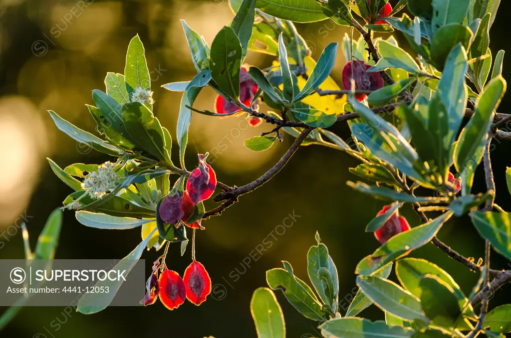 Purple-pod Terminalia (Terminalia pruniodes) showing seed pod and flower. Timbavati Game Reserve. Limpopo Province. South Africa