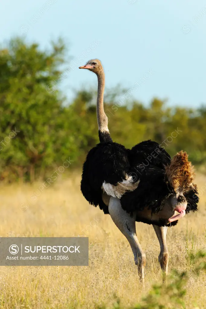 Ostrich or Common Ostrich (Struthio camelus) defecating. Timbavati Game Reserve. Limpopo Province. South Africa