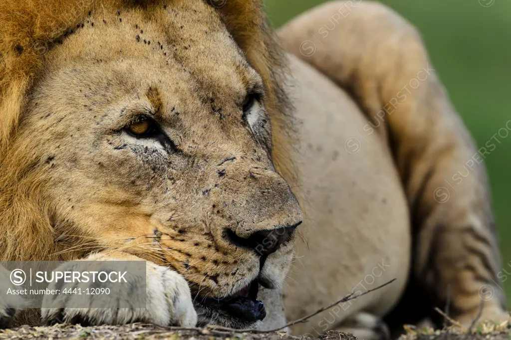 Lion (Panthera leo). Phinda / Munyawana / Zuka Game Reserve.  KwaZulu Natal. South Africa
