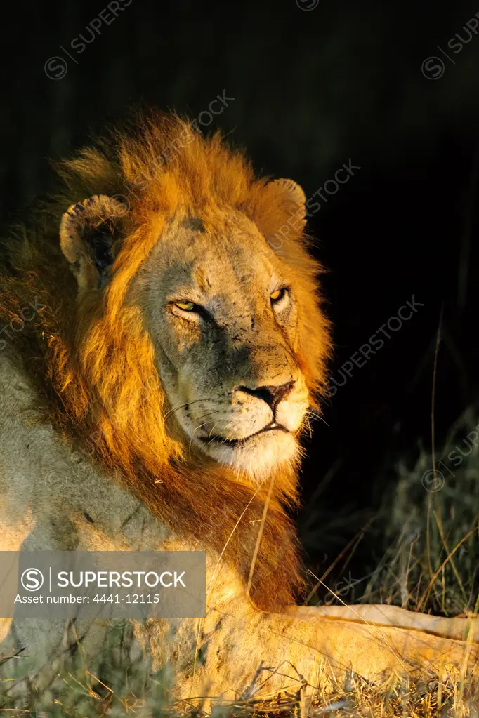 Lion (Panthera leo) in the veld at night. Timbavati Game Reserve. Limpopo Province. South Africa