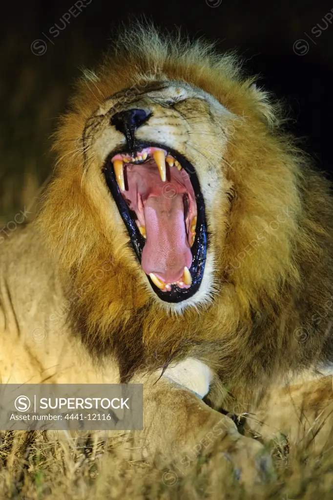 Lion (Panthera leo) yawning at night. Timbavati Game Reserve. Limpopo Province. South Africa
