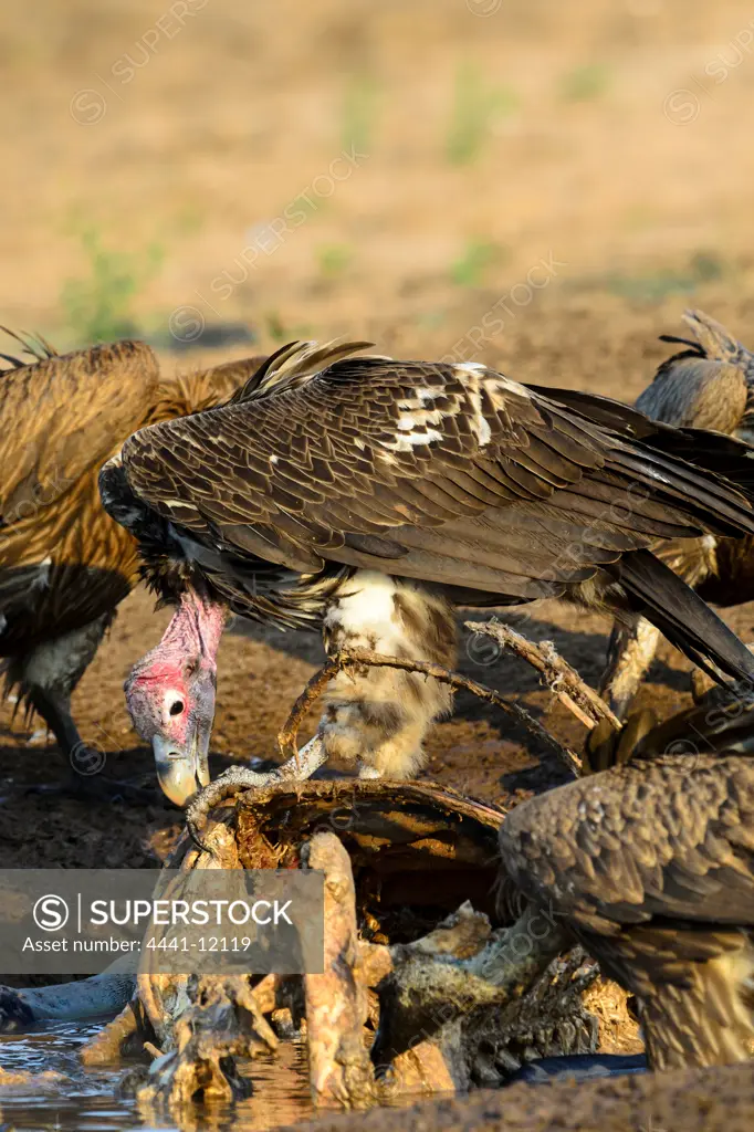 White-backed Vulture (Gyps africanus) or African White-backed Vulture and Lappet-faced Vulture or Nubian Vulture (Torgos tracheliotos) feeding. Timbavati Game Reserve. Limpopo Province. South Africa