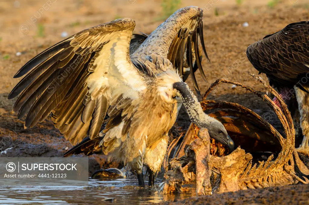 White-backed Vulture (Gyps africanus) or African White-backed Vulture feeding. Timbavati Game Reserve. Limpopo Province. South Africa