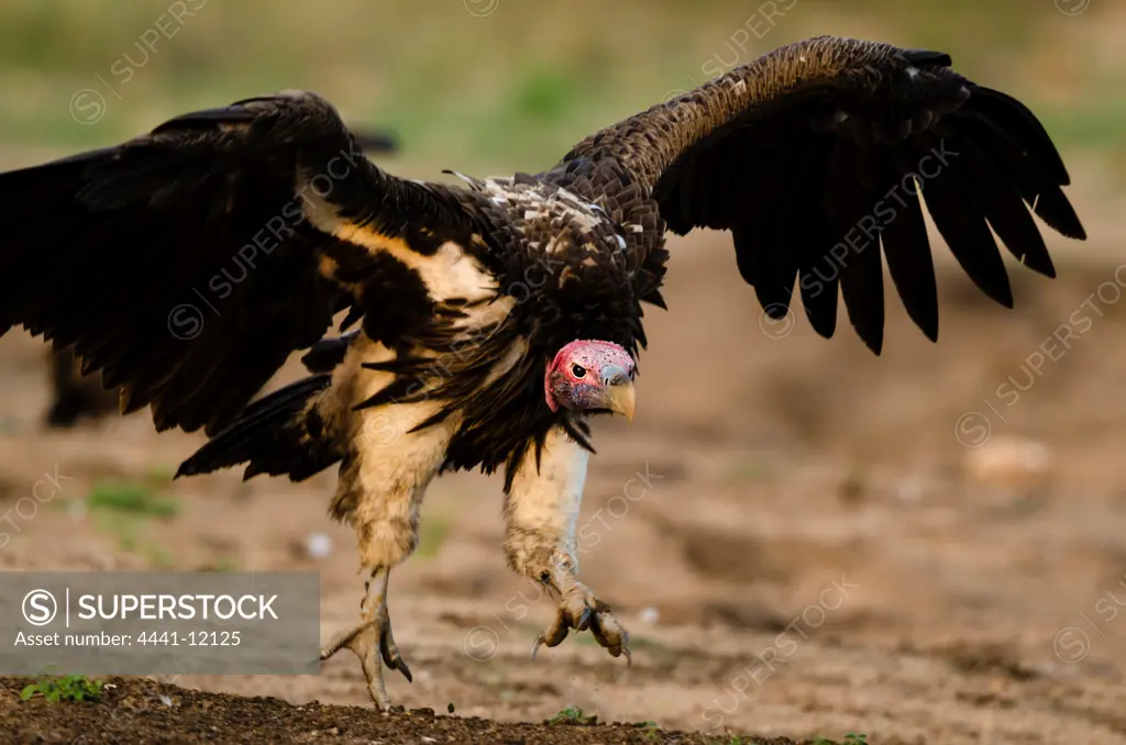 Lappet-faced Vulture or Nubian Vulture (Torgos tracheliotos). Timbavati Game Reserve. Limpopo Province. South Africa